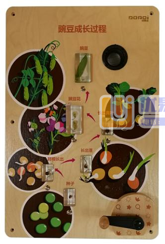 洺译 003 生命科技墙面玩具-- 豌豆成长过程